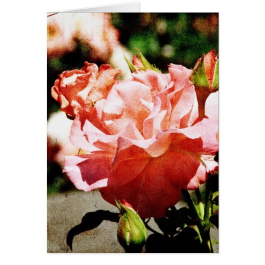 Pink Roses Cards (Front)