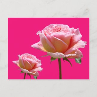 Pink Roses Close Up Cust. BG Color DIY Postcard