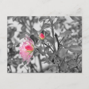 Pink Roses Color Splash Photo Postcard