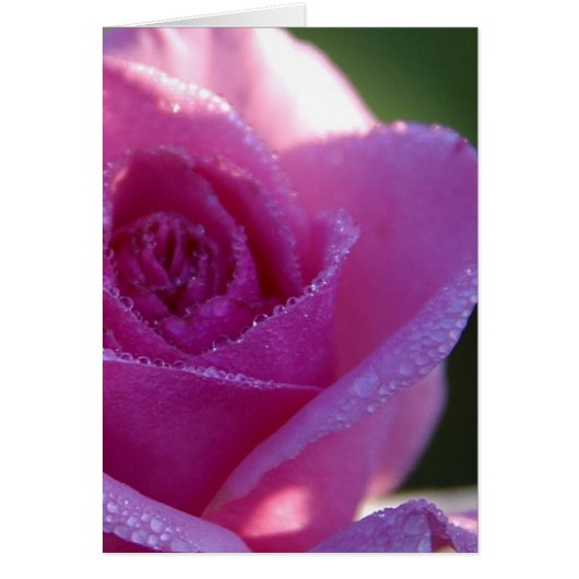 Pink Roses Dew Cards (Front)