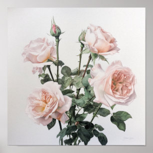 Pink Roses Flower Art Print Poster
