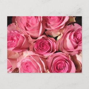 Pink Roses Flower Postcard