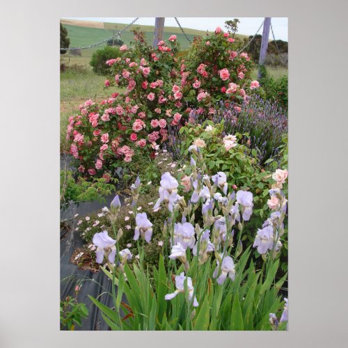 Pink Roses Flowers Nature Cottage Garden Poster
