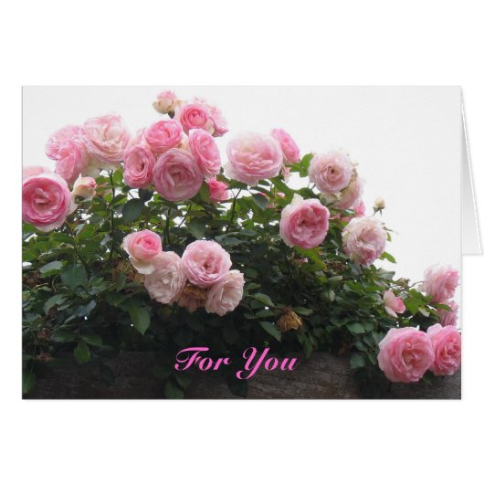 Pink roses for you cards (Front Horizontal)