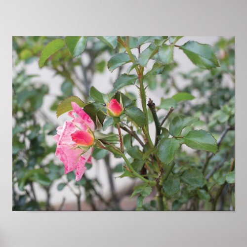 Pink Roses Full Color Photo Poster