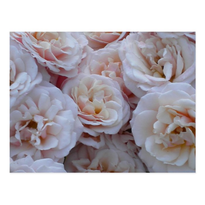 Pink roses greetingcard postcards