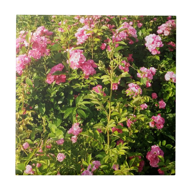 Pink Roses in bloom  Ceramic Tile (Front)