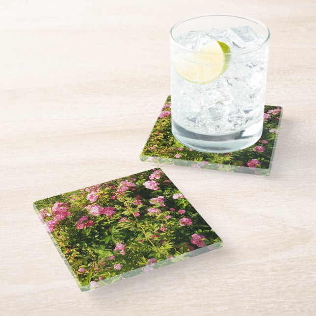Pink Roses in bloom  Glass Coaster (Angled)