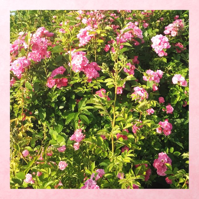 Pink Roses in bloom  Wall Decal (Insitu 3)
