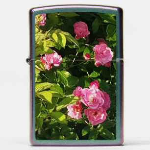 Pink Roses in bloom  Zippo Lighter