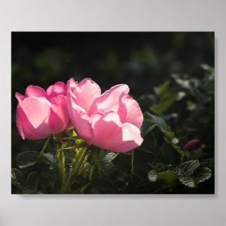 Pink Roses in Golden Garden Light Acrylic Photo Tile