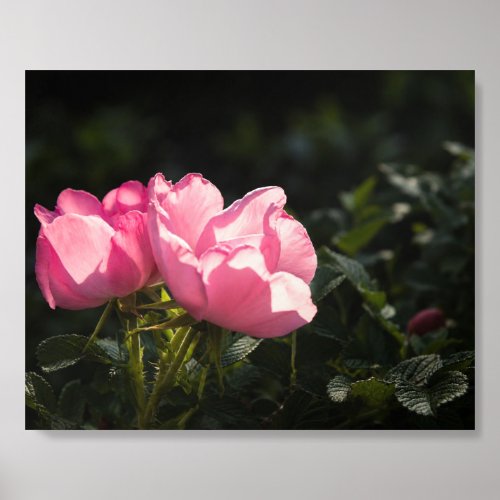 Pink Roses in Golden Garden Light Acrylic Photo Tile