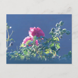 Pink Roses in the Sun DIY Postcard