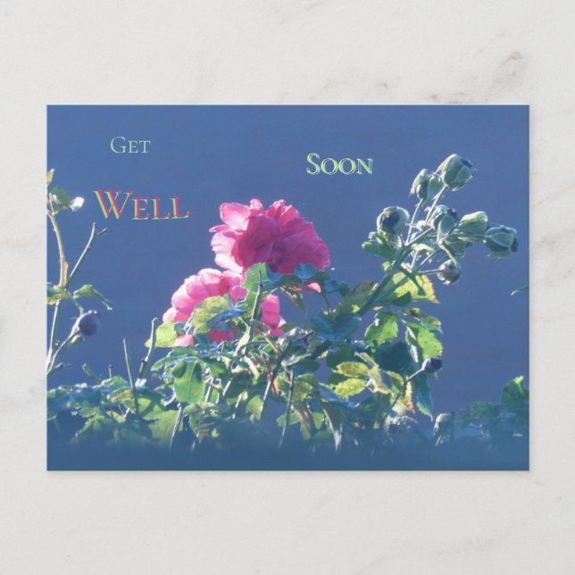 Pink Roses in the Sun Get Well Soon Postcard (Front)