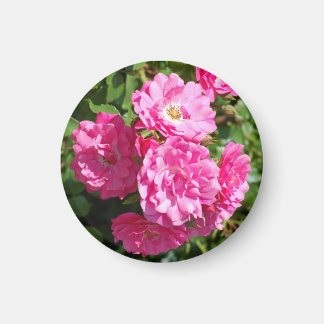 pink_roses magnet