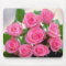 Pink Roses