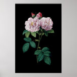 Pink Roses Of Redoute Black Background Poster at Zazzle