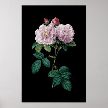 Pink Roses Of Redoute Black Background Poster by botanical_prints at Zazzle