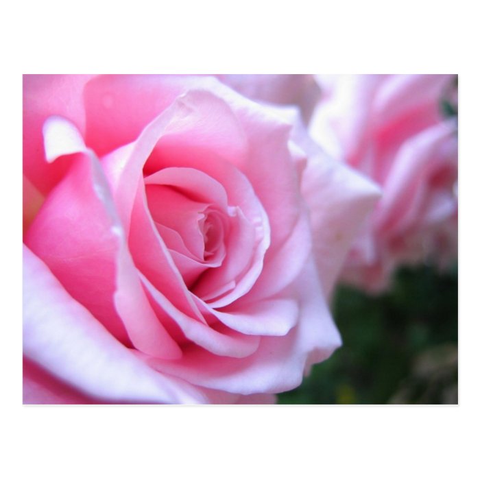 Pink Roses Post Card