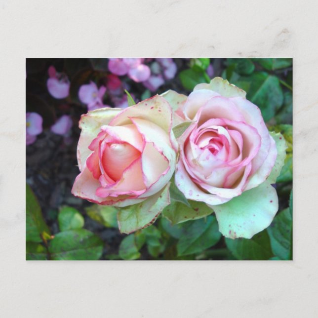Pink Roses Postcard (Front)