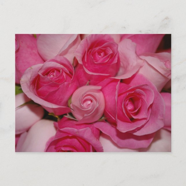 Pink Roses - Postcard (Front)