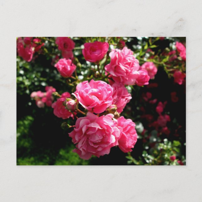 pink roses postcard (Front)