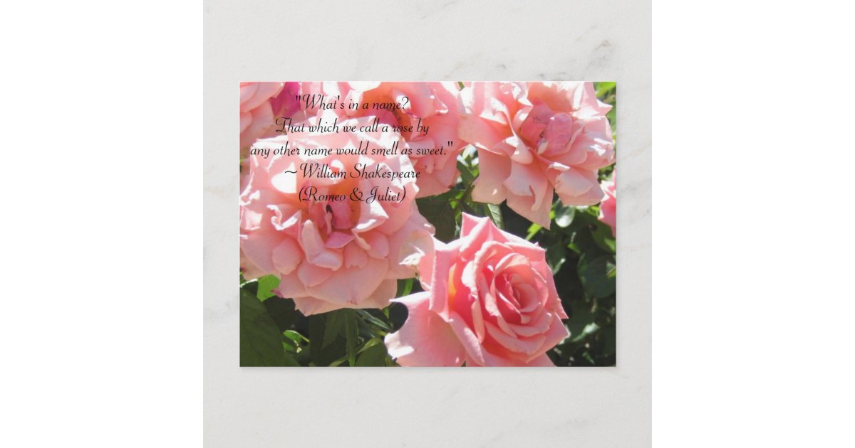 Pink Roses Shakespeare Quote Postcard