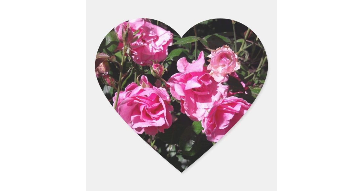 Pink Roses Stickers Zazzle