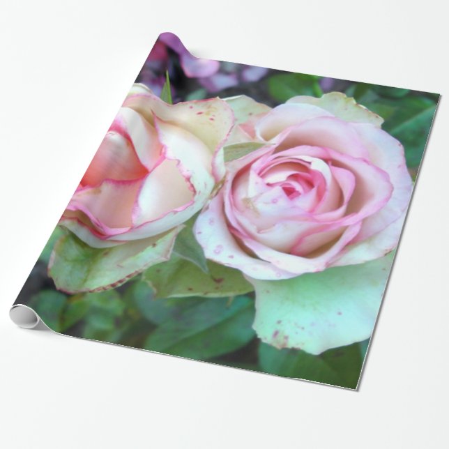 Pink Roses Wrapping Paper (Unrolled)