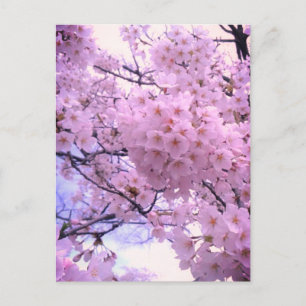 Pink Sakura Cherry Blossom Phone Case Postcard