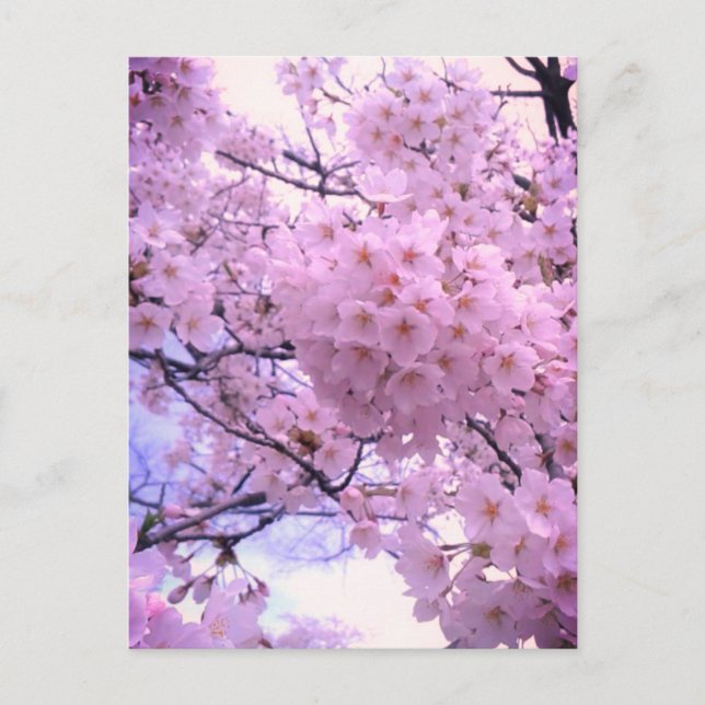 Pink Sakura Cherry Blossom Phone Case Postcard (Front)