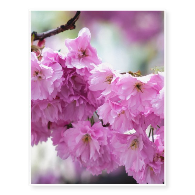 Pink Sakura Cherry Temporary Tattoos (Front)