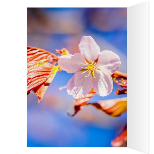 Pink Sakura Flower Blue Sky (Inside (Left))