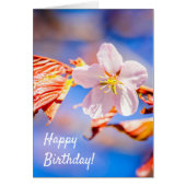 Pink Sakura Flower Blue Sky (Front)