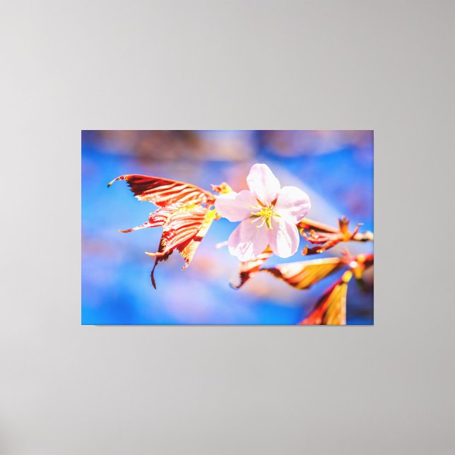 Pink Sakura Flower Blue Sky Canvas Print (Front)