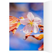 Pink Sakura Flower Blue Sky Cards (Inside (Left))