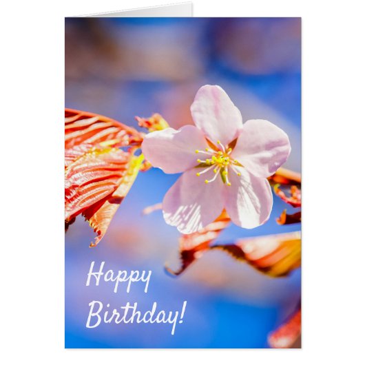 Pink Sakura Flower Blue Sky Cards (Front)