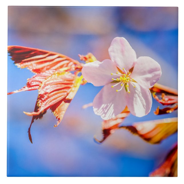 Pink Sakura Flower Blue Sky Ceramic Tile (Front)