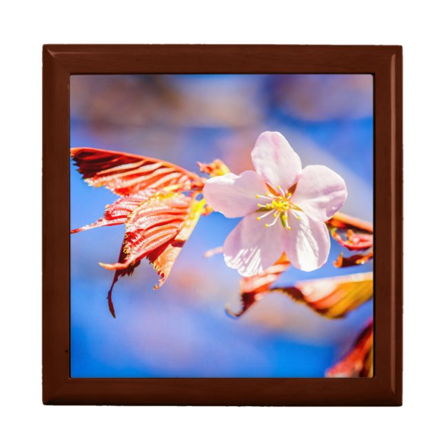 Pink Sakura Flower Blue Sky Gift Box (Front)