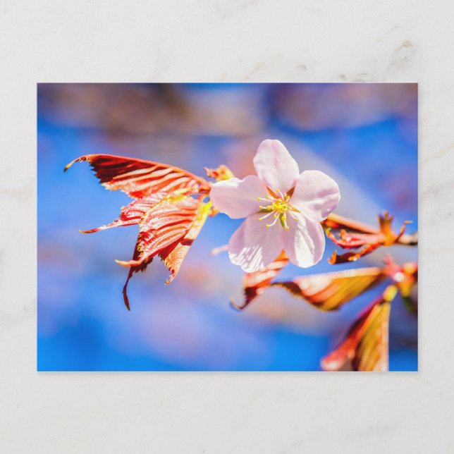 Pink Sakura Flower Blue Sky Postcard (Front)