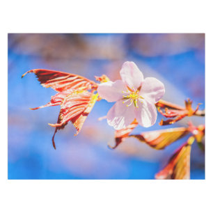 Pink Sakura Flower Blue Sky Tablecloth