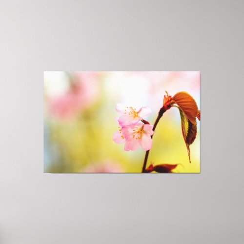 Pink Sakura Flowers And Red Leaves In Springtime Canvas Print