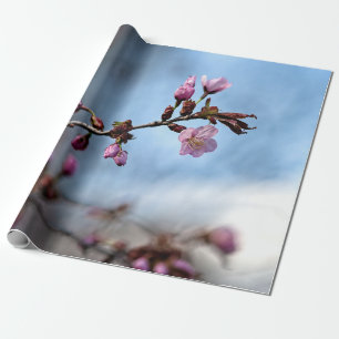 Pink Sakura Flowers, Blue Sky, White Cloud Wrapping Paper
