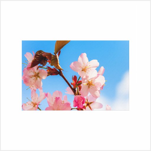 Pink Sakura Flowers Cherry Blossoms Wrapped Canvas