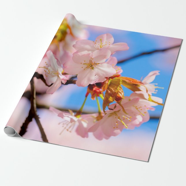 Pink Sakura Flowers On A Warm Day Of Spring Wrapping Paper (Unrolled)