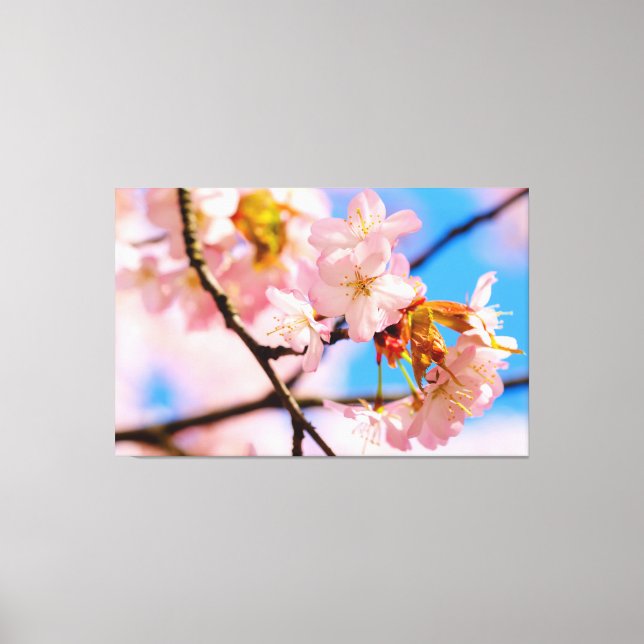 Pink Sakura Flowers On A Warm Day Of Springtime Canvas Print (Front)
