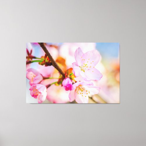 Pink Sakura Flowers The Triumph Of Life In Spring Canvas Print