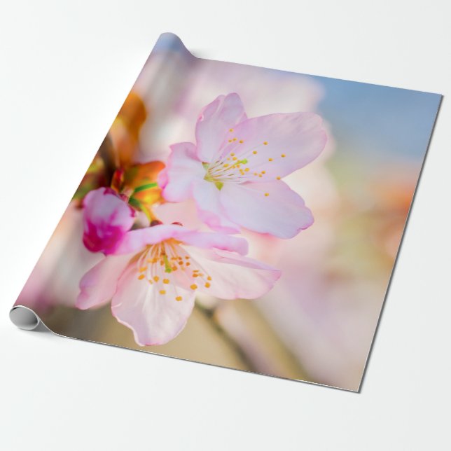 Pink Sakura Flowers. The Triumph Of Life Wrapping Paper (Unrolled)