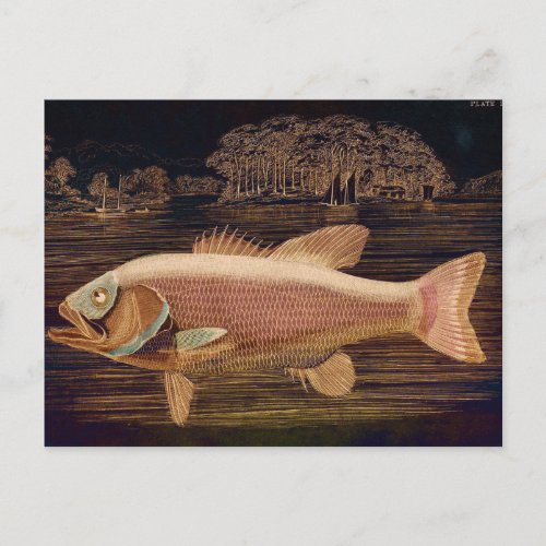 Pink Salmon Postcard