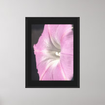 Pink Satin Morning Glory